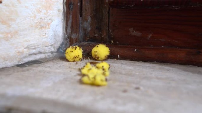 中毒的黄色球对恶心的蚂蚁的时间流逝。用有毒食物逃逸的蚂蚁特写。在家与家庭害虫作斗争
