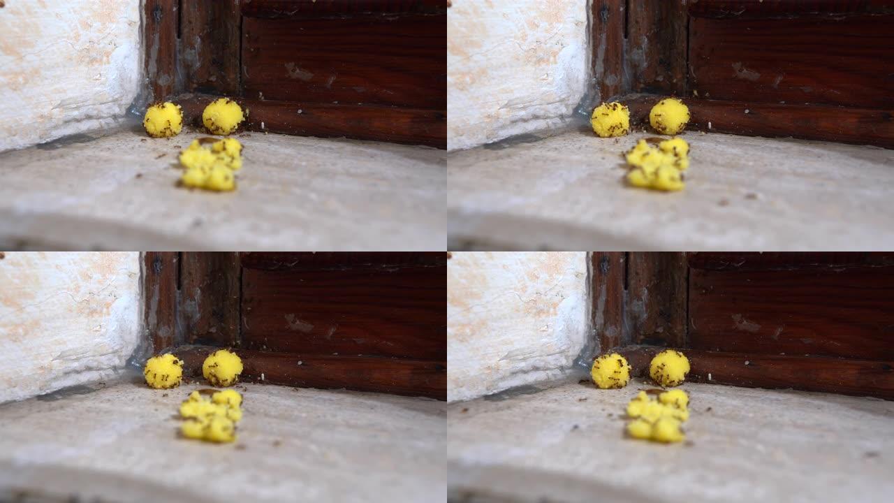 中毒的黄色球对恶心的蚂蚁的时间流逝。用有毒食物逃逸的蚂蚁特写。在家与家庭害虫作斗争