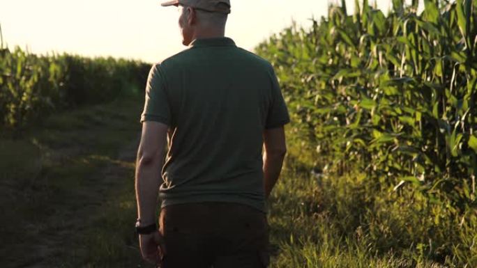 一名男子走在蔬菜农场并监视玉米作物。一个戴着帽子的农业农民分析玉米的产量。农艺业务。
