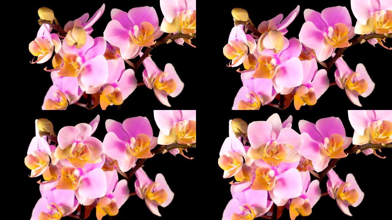 盛开的粉红色兰花蝴蝶兰花
