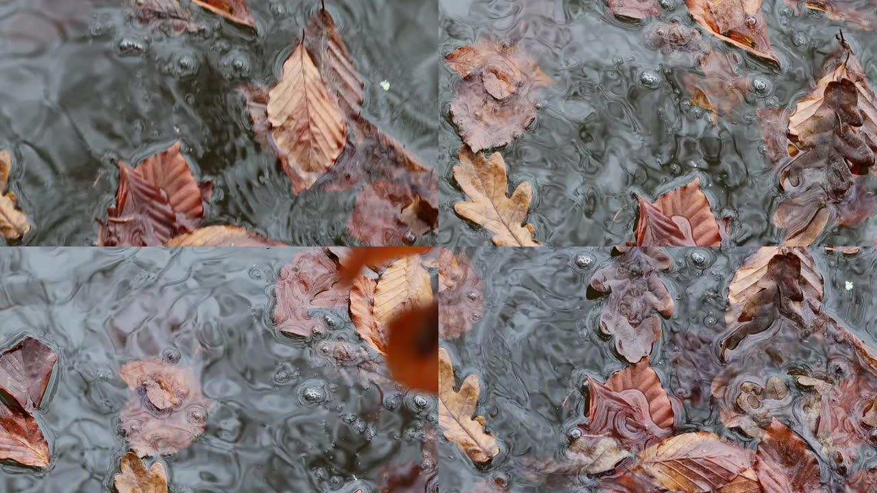 橙色褐色的叶子在水中落下并漂浮。