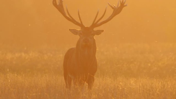 傍晚日落时咆哮的马鹿 (Cervus elaphus)