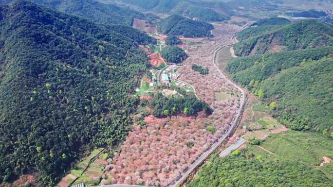 绍兴上虞章镇张村樱花谷