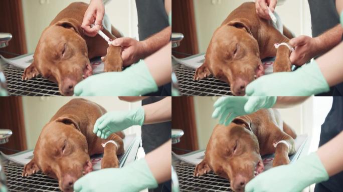 关闭了男兽医和女兽医助理的手，和一只麻醉的大红狗，躺在手术台上。兽医用注射器将制剂通过导管引入前臂的