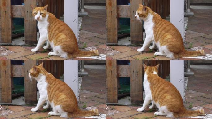 棕色和白色流浪猫的侧视图