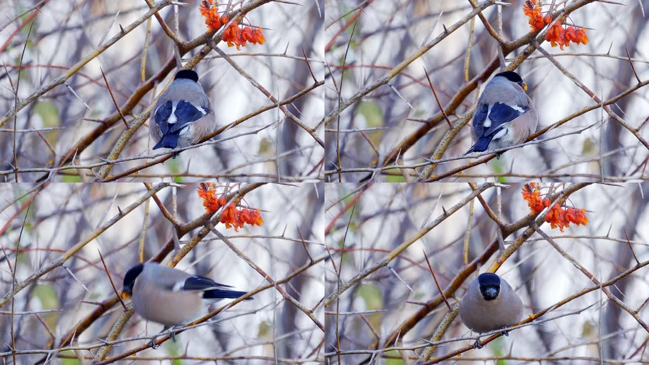 鸟类-雌性欧亚牛雀 (Pyrrhula pyrrhula) 坐在树上的树枝上，吃红山灰的浆果。