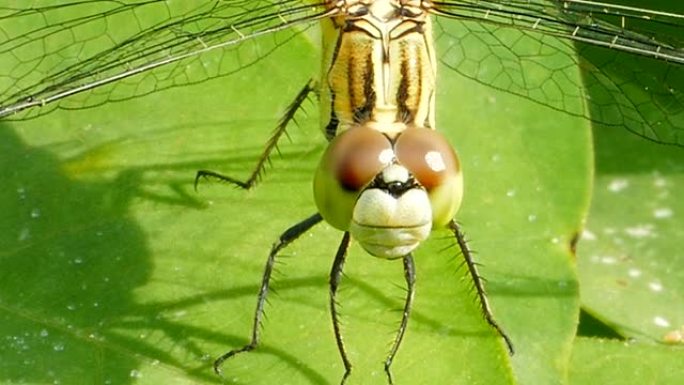 自然界中的蜻蜓。