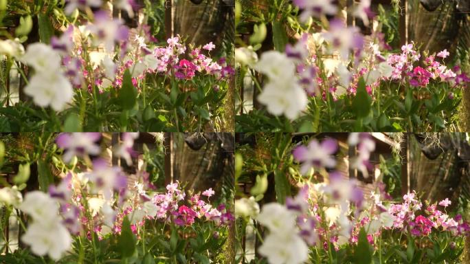 美丽的丁香紫色和洋红色兰花生长在绿色公园的模糊背景上。在阳光明媚的光线中关闭春天花园中的宏观热带花瓣
