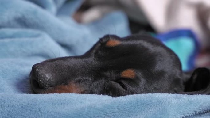可爱的熟睡腊肠犬小狗的脸在柔软温暖的毯子中间，特写。活跃的小狗已经跑了一整天了，现在该休息了