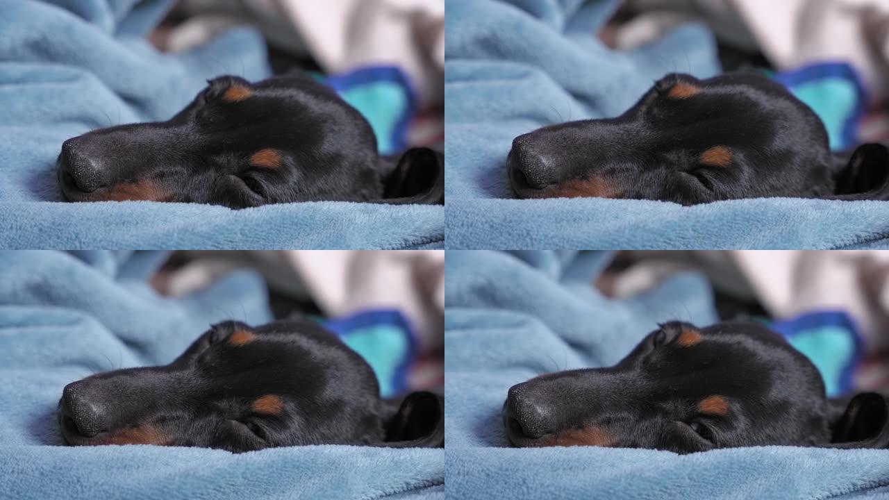 可爱的熟睡腊肠犬小狗的脸在柔软温暖的毯子中间，特写。活跃的小狗已经跑了一整天了，现在该休息了