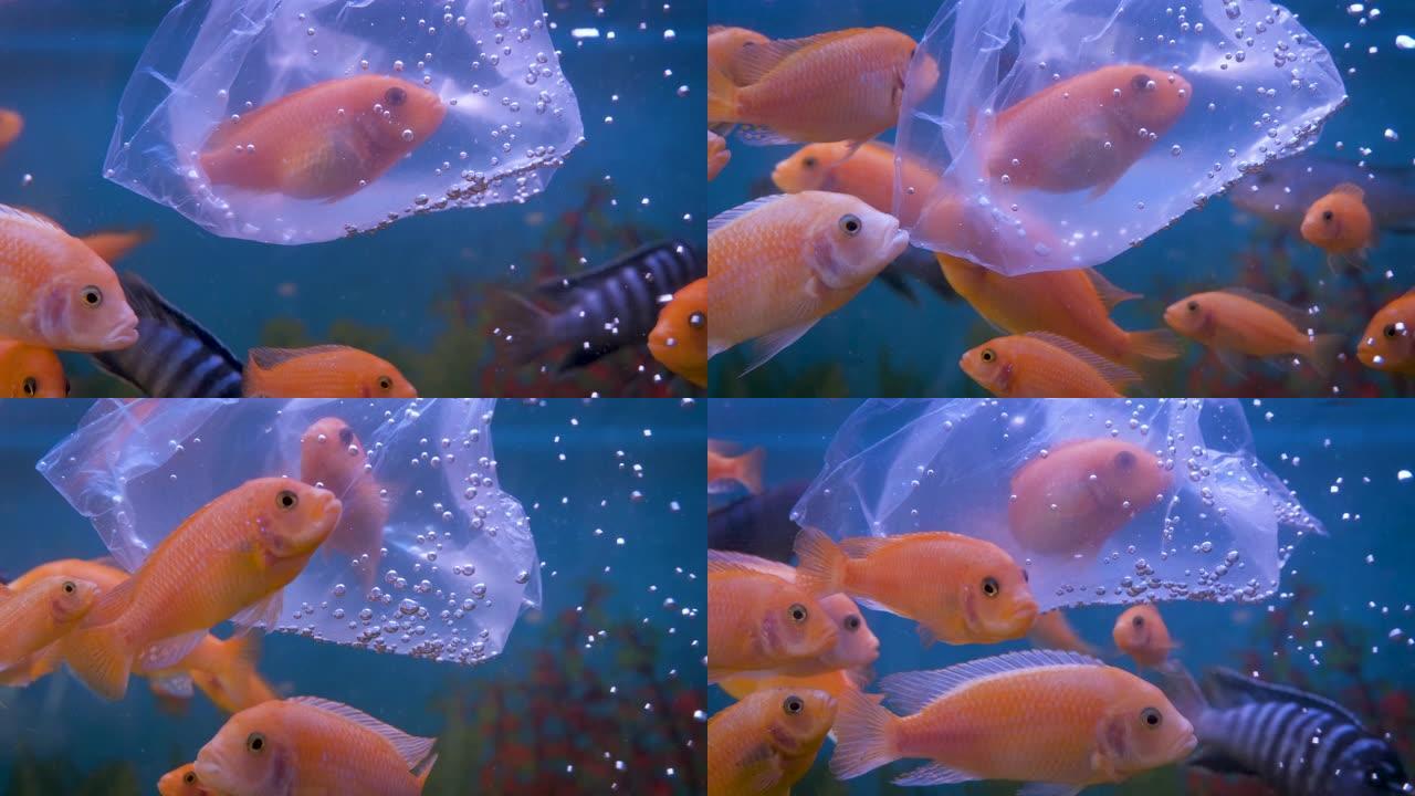 鱼塑料。