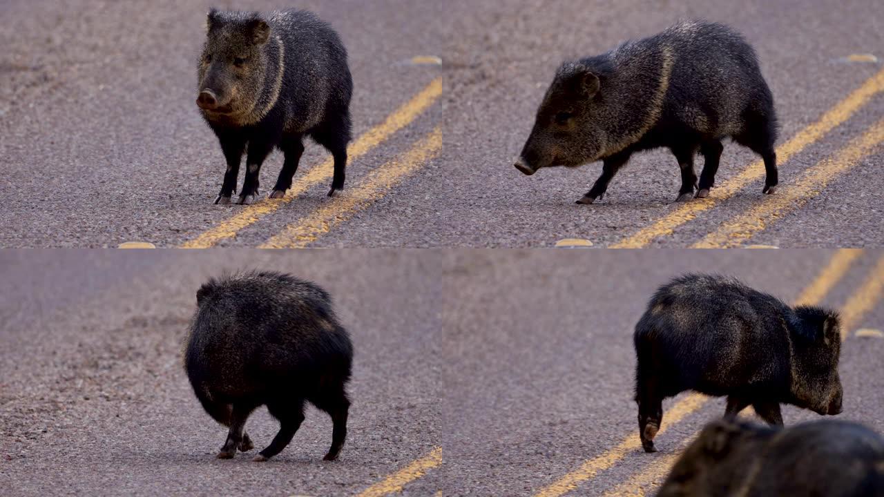 沿路觅食的野生标枪