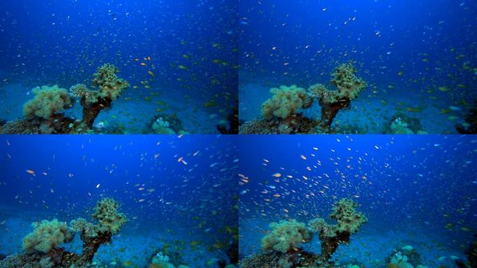 热带水下礁海鱼鱼群游鱼群鱼深海
