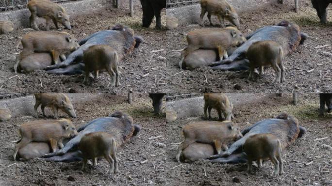 泥土中的野猪
