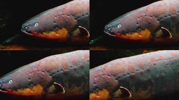 鳗鱼头的特写，嘴巴的张开和闭合