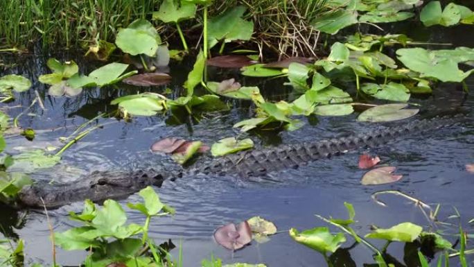 鳄鱼在佛罗里达大沼泽地国家公园游泳。4K