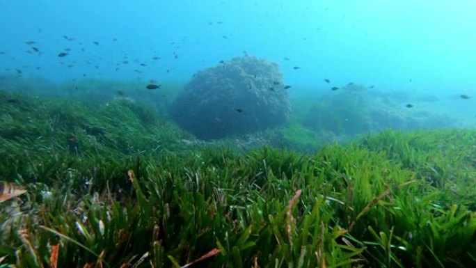 POV自然水下潜水在绿色的海藻田