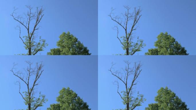 蓝天背景上的死绿树象征着生与死