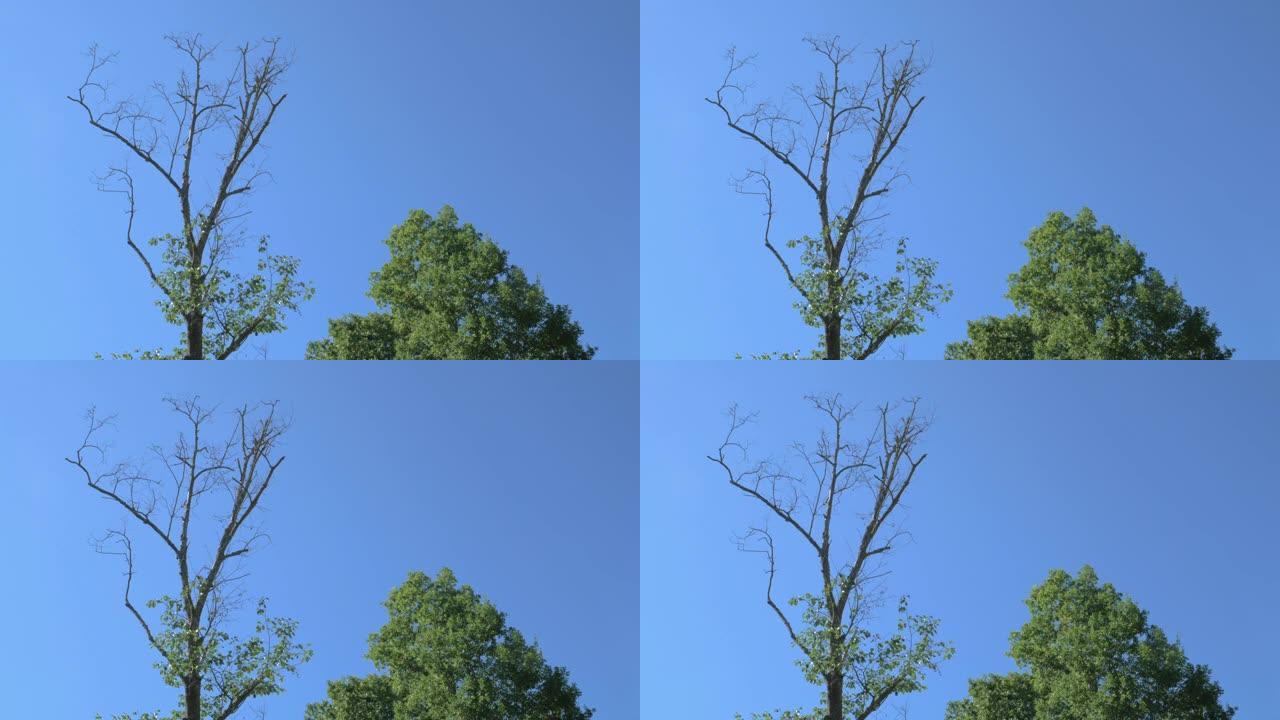 蓝天背景上的死绿树象征着生与死
