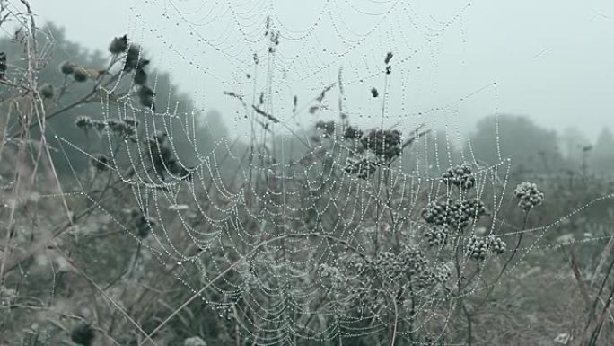 秋季雾蒙蒙的风景和潮湿的蜘蛛网，柔和的焦点