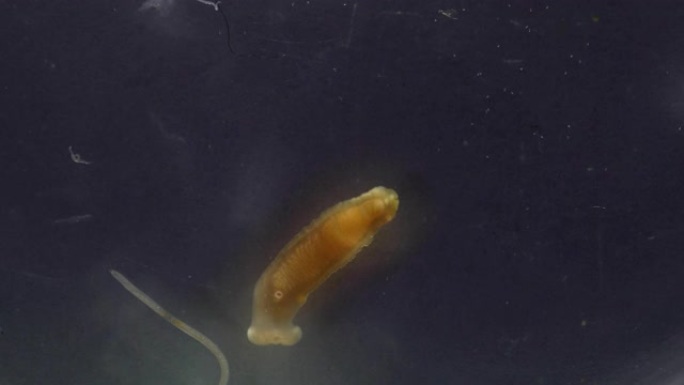 研究寄生虫或蠕虫是实验室中用于教育的淡水鱼寄生虫。
