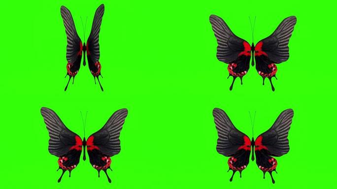 异国蝴蝶绿屏3d渲染动画。