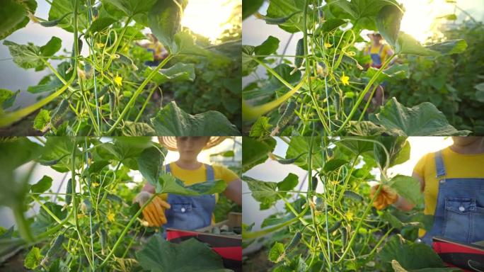 女人在温室里摘黄瓜。黄瓜铜。农民正在收割