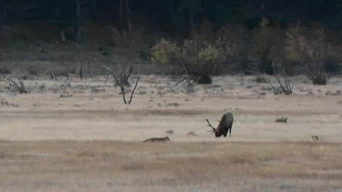 大型公牛麋鹿和土狼穿越的惊人场景