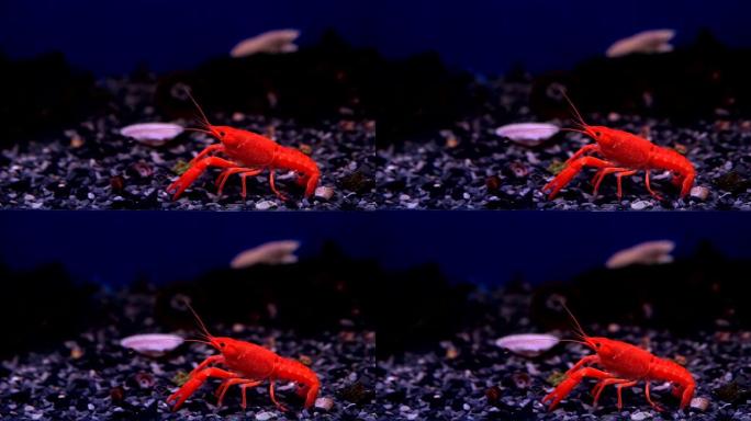 红螯虾露出小爪子。在水族馆里。有选择性的重点
