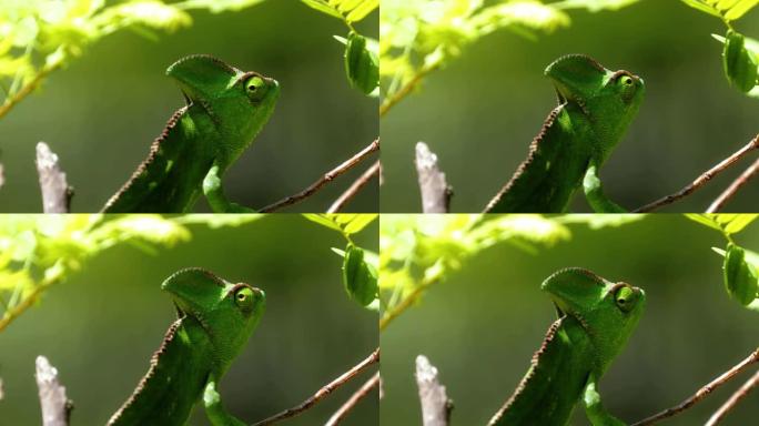 南非变色龙的特写镜头。变色龙像他附近的叶子一样绿色-爬行动物和动物概念