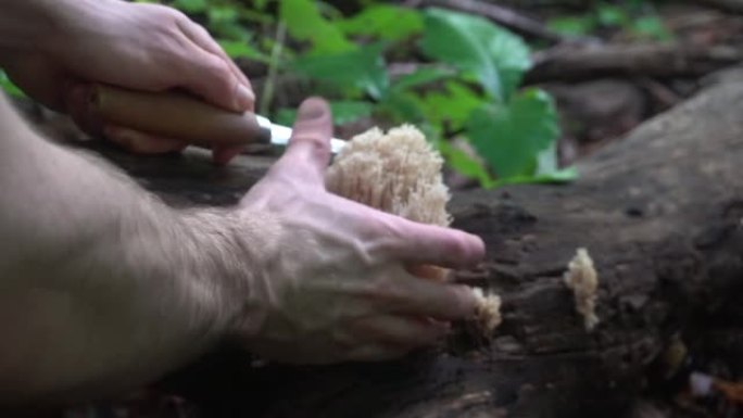 人类觅食和采摘野生珊瑚蘑菇。阿什维尔附近蓝岭山脉的雄性蘑菇觅食者