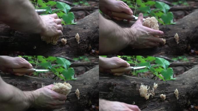 人类觅食和采摘野生珊瑚蘑菇。阿什维尔附近蓝岭山脉的雄性蘑菇觅食者