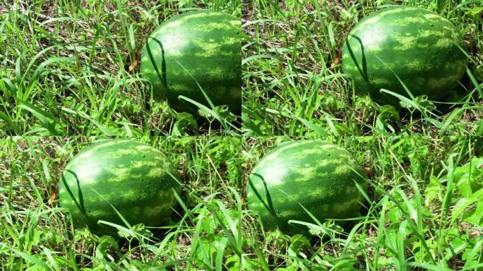 4k。草地上成熟的西瓜。自然背景