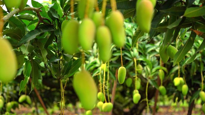 海南农业芒果种植基地 芒果丰收