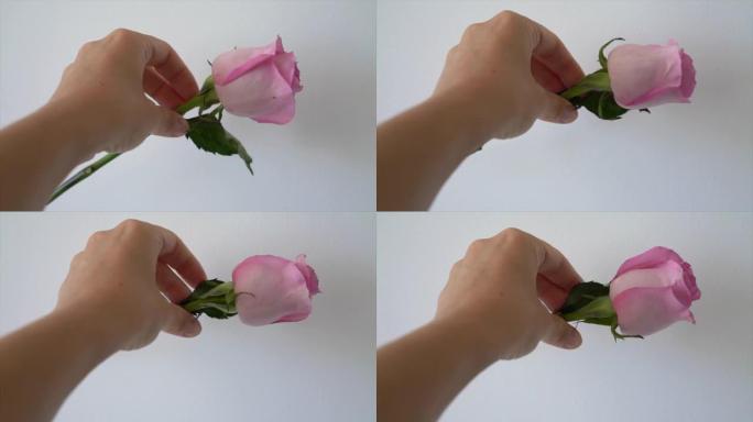 手工旋转粉色玫瑰花