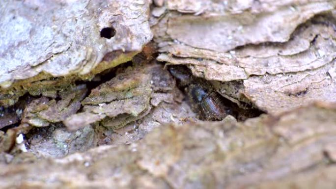 树干洞内的一只黑色小甲虫