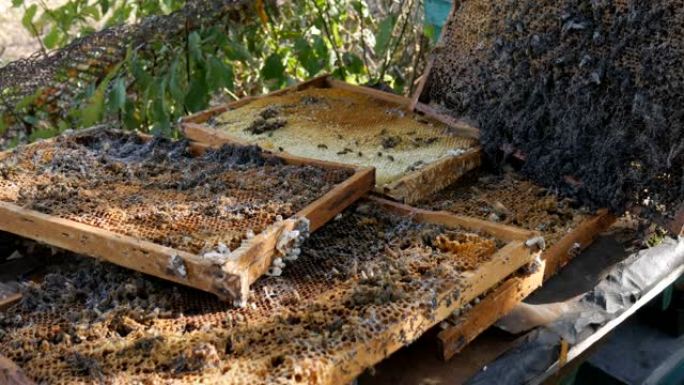 养蜂人收集幼虫蜡蛾咬蜂窝。蜂蛾医学，传统医学。
