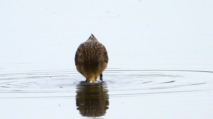 鸟-黑尾Godwit (Limosa limosa) 穿过沼泽。鸟类寻找食物并吃掉它。