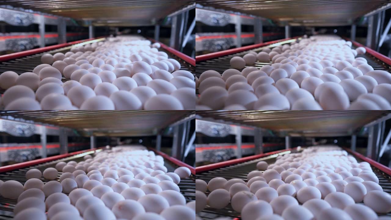 鸡蛋在运输养鸡场上移动