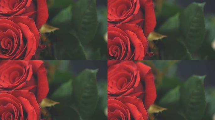 两朵美丽的红玫瑰。模糊的绿叶。