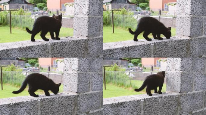 小黑猫走来走去玩耍