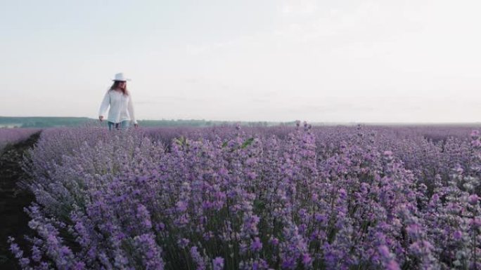 现代农民妇女在夏天走在她的薰衣草田里，小企业和投资，农业职业。