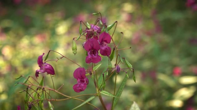 森林兰花紫色花期植物鲜艳