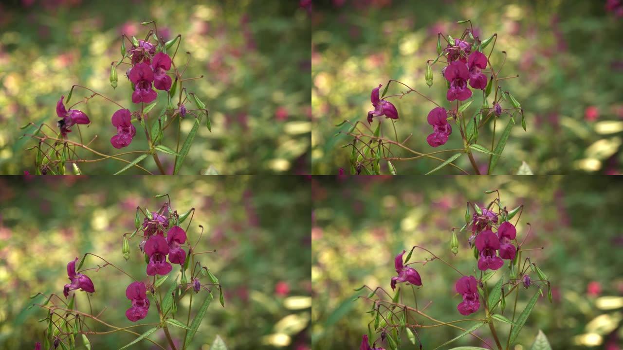 森林兰花紫色花期植物鲜艳