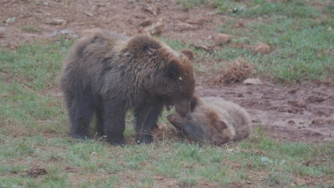 棕熊在卡巴森诺公园玩耍