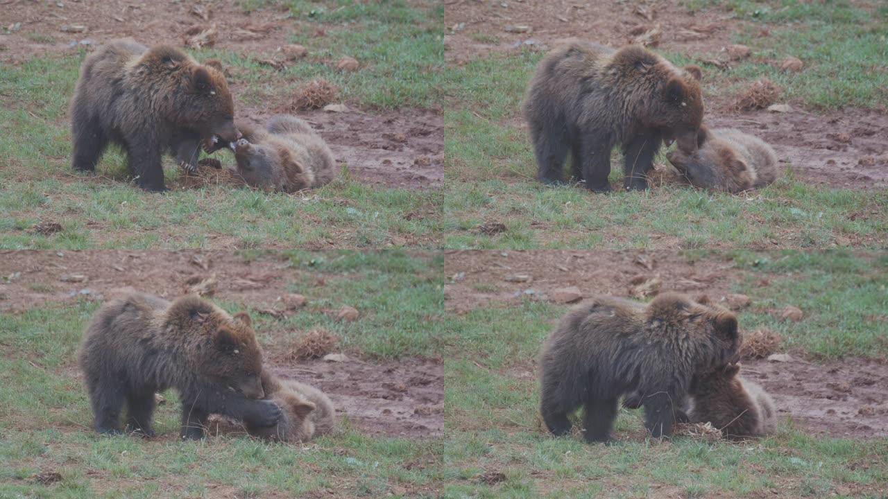棕熊在卡巴森诺公园玩耍