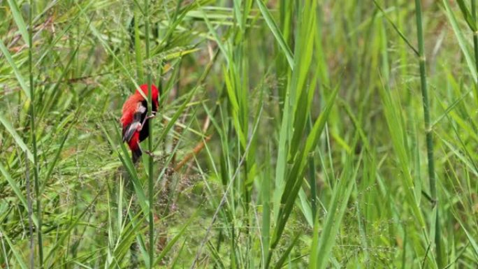 南非一家工厂的红色主教。美丽的鸟在风中静止不动 -- 自然界中的非洲鸟概念 -- 特写镜头
