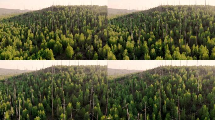 空中无人机飞越在被大火破坏的森林所在地生长的幼树。