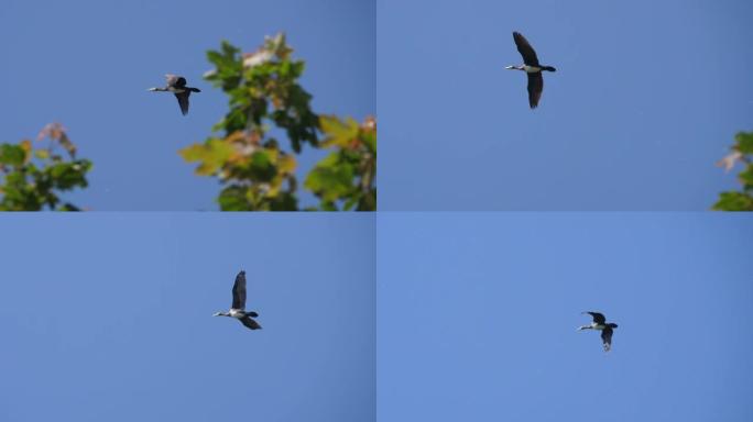 慢动作。鸟雁编队飞翔，蓝天。迁徙的大鸬鹚鸟类编队飞行。