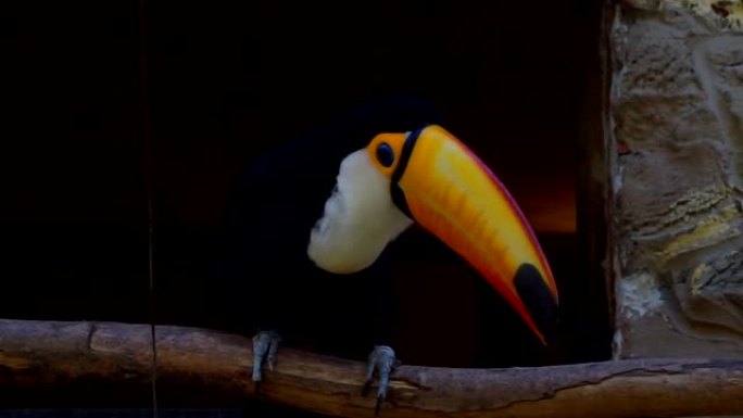 彩色巨嘴鸟坐在鸟舍的树枝上。特写